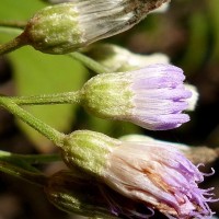 Cyanthillium hookerianum (Arn.) H.Rob.